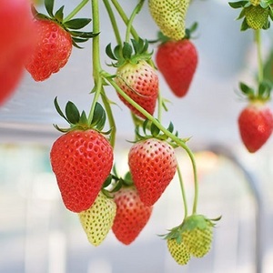 【埼玉編】人気のいちご狩りスポット10選♡駅近やおしゃれな農園も