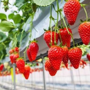 【愛知編】人気のいちご狩りスポット10選♡甘〜いフルーツを堪能