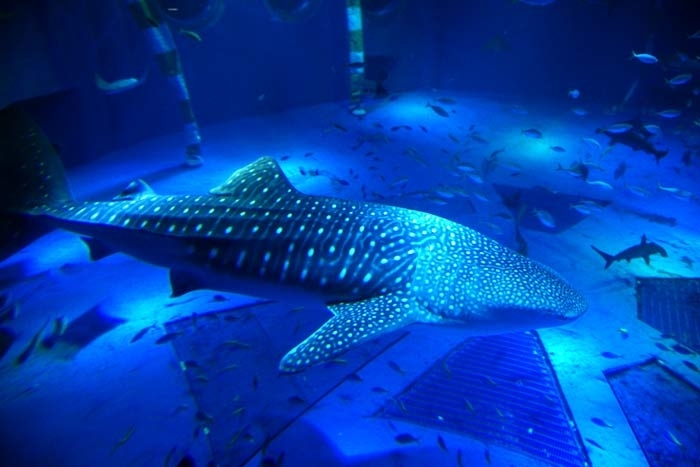 石川県「のとじま水族館」の魅力その①　のとじま水族館の展示方法
